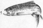 Brown trout graphic