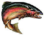 Supercharged rainbow trout
